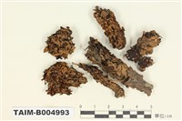 藏品(凸緣孔梅衣)的圖片